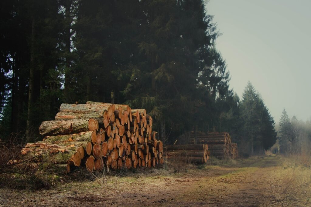 Grumes de résineux empilées au bord d'une piste forestière, prêtes à être débardées