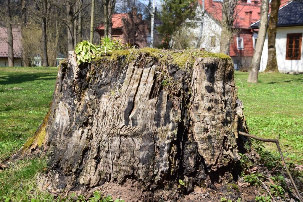 Grosse souche d'arbre coupée au ras du sol dans un jardin engazonné